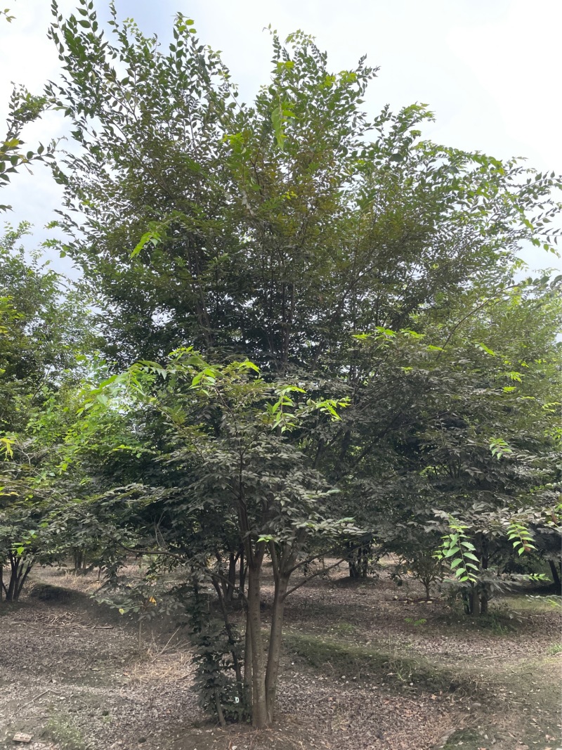 丛生榉树/欢迎大家前来咨询基地发货，从业数十年