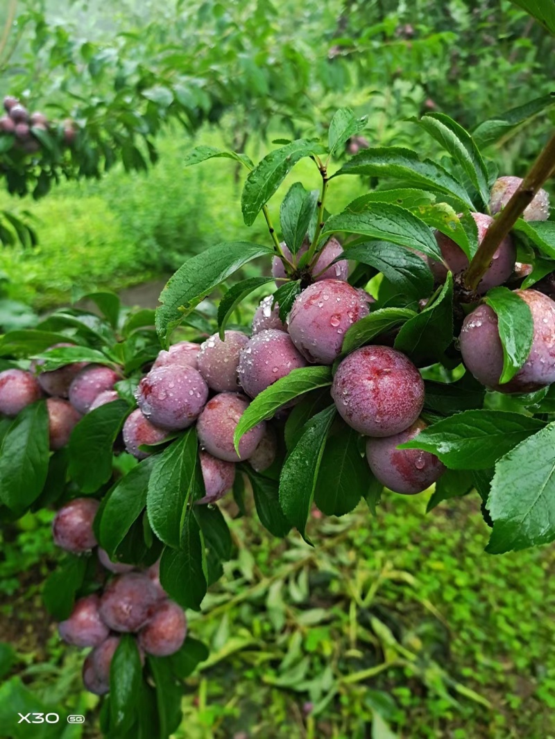 四川汉源脆红李子，大量供应，脆甜可口，保质保量