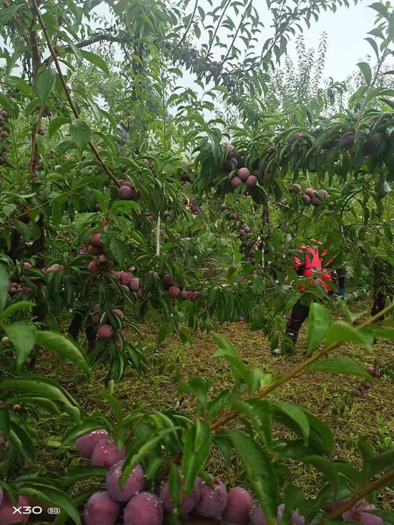 四川汉源脆红李子，大量供应，脆甜可口，保质保量