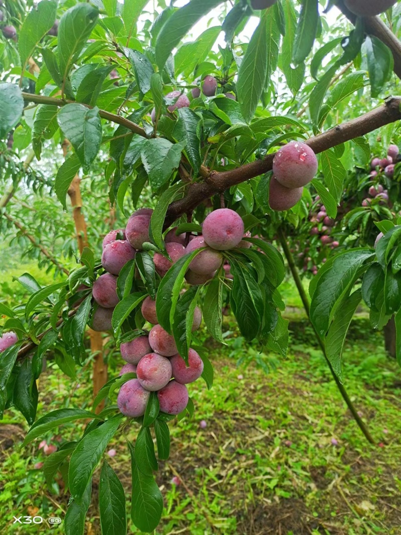 四川汉源脆红李子，大量供应，脆甜可口，保质保量