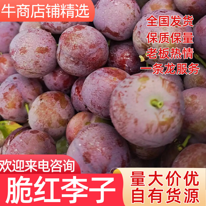 四川汉源脆红李子，大量供应，脆甜可口，保质保量