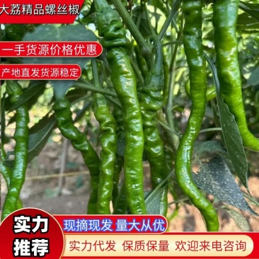 螺线椒产地优质上市精品对接电商批发商一条龙服务
