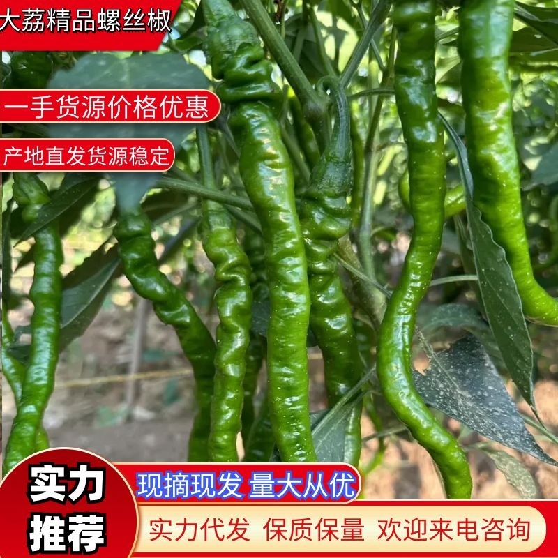 螺线椒产地优质上市精品对接电商批发商一条龙服务