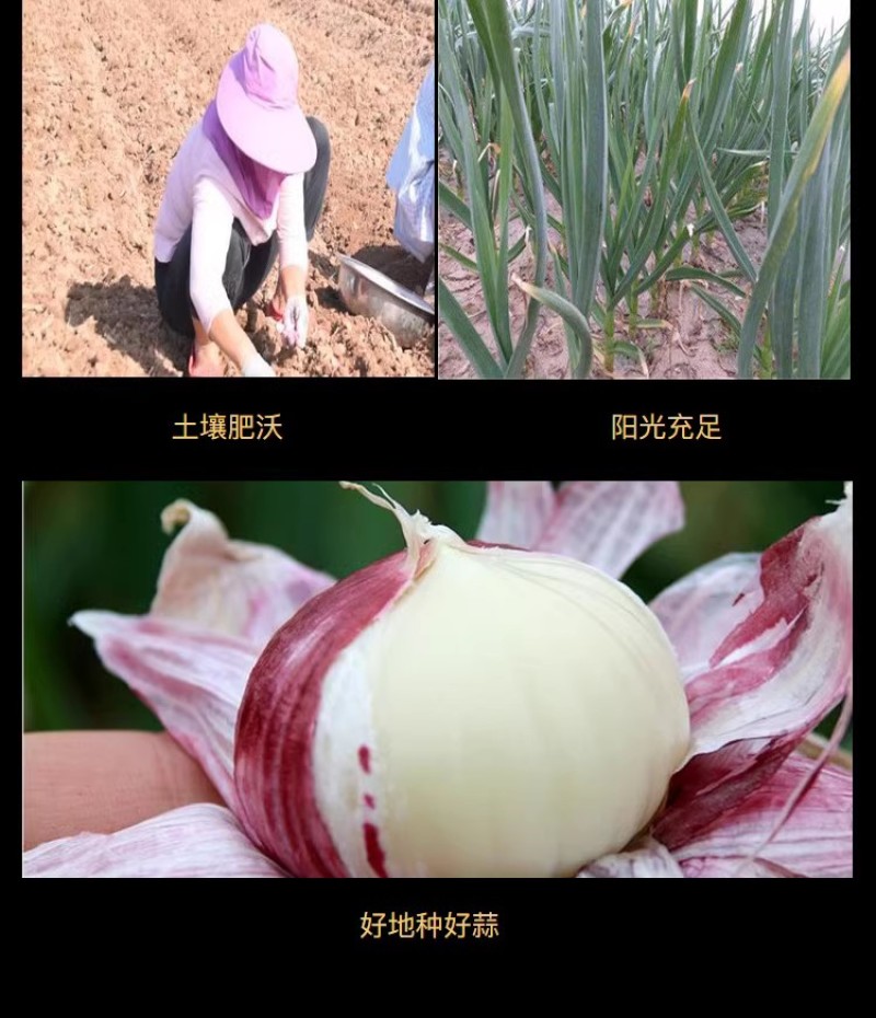 黑蒜金乡独头120天发酵精品黑大蒜头山东特产零食高端礼盒