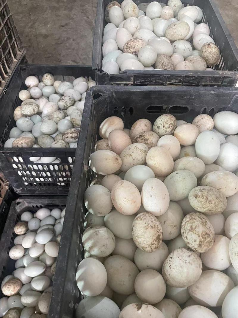 新鲜鸭子蛋量足价美全国发货