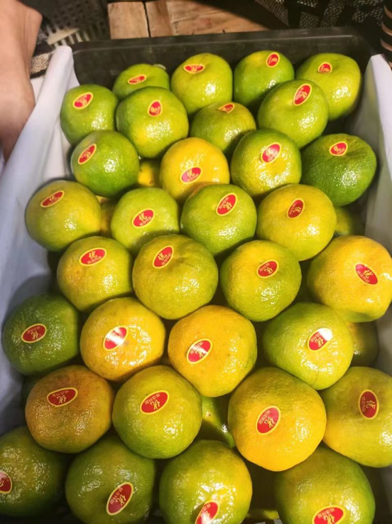 【湖北蜜桔】高山蜜桔️皮薄光洁现摘现发量大从优