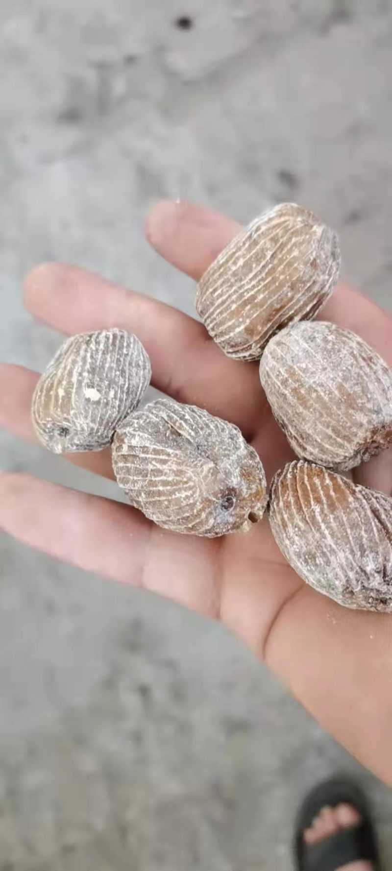 阿胶蜜枣无核软蜜包粽子枣糕用蜜枣厂家供应