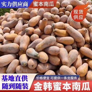 【精品】南瓜老南瓜湖北精品金韩蜜本南瓜产地直供