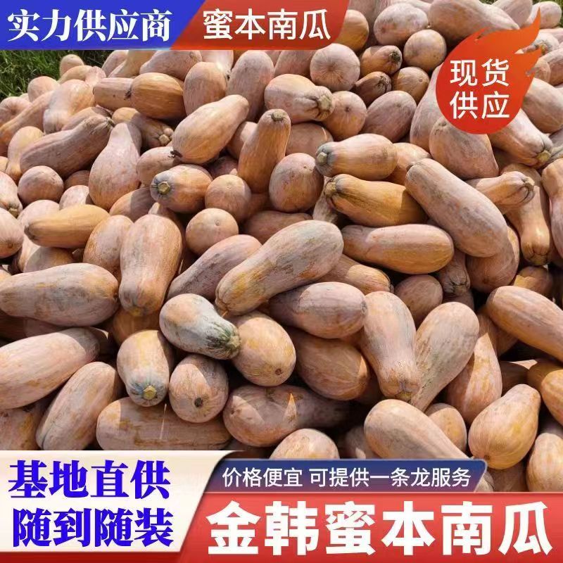 【精品】南瓜老南瓜湖北精品金韩蜜本南瓜产地直供