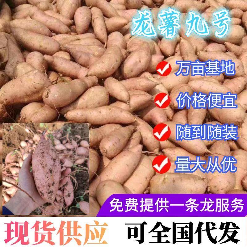 《实力》河南红薯精品龙薯九号红薯大量上市品种齐全