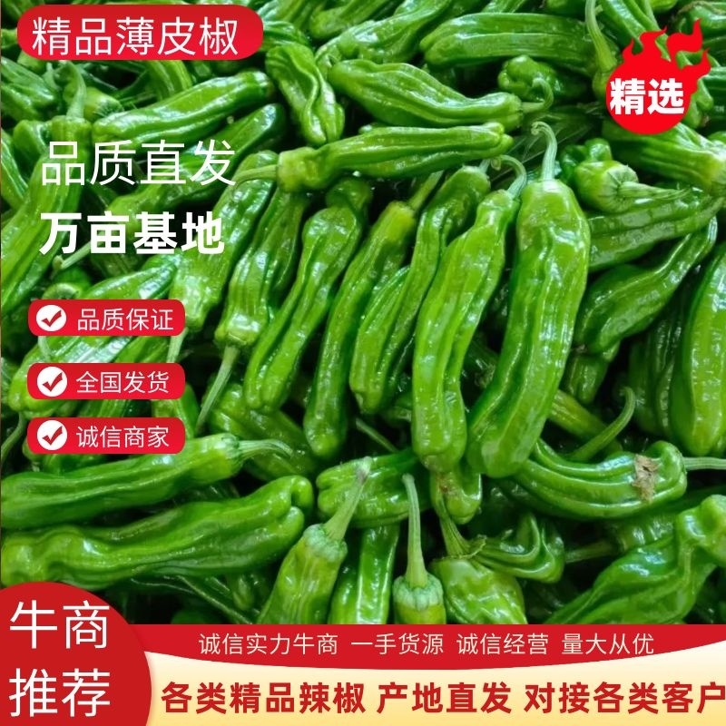 【精品】薄皮椒大棚新苗各个品种齐全产地一手欢迎寻价