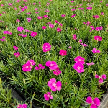 欧石竹园林观赏道路美化花期长盆栽绿化可用