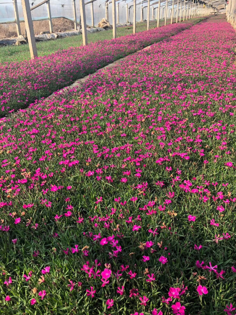 欧石竹园林观赏道路美化花期长盆栽绿化可用
