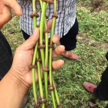 中药材种苗川芎种苗出售种植基地直发