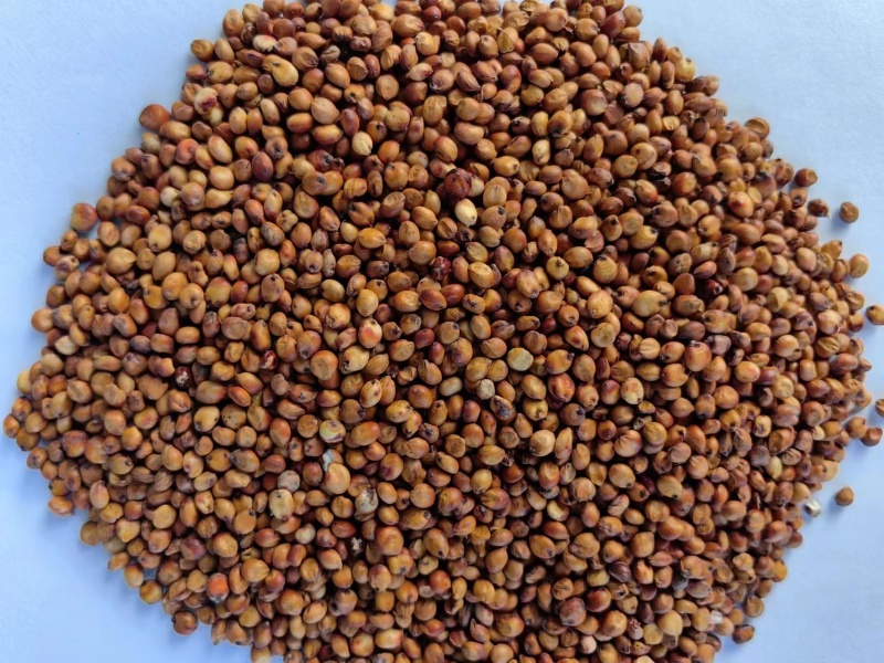 河北衡水阜城县高梁大量上市种植生产加工一体化企业直发质量