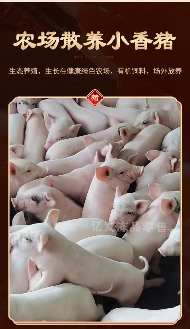 精品鲜冻乳猪脆皮乳猪厂家直发证件齐全一手货源来电咨询