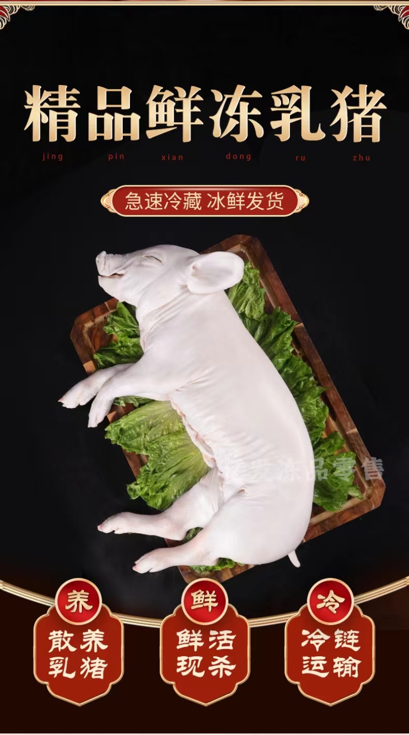 精品鲜冻乳猪脆皮乳猪厂家直发证件齐全一手货源来电咨询