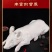 精品鲜冻乳猪脆皮乳猪厂家直发证件齐全一手货源来电咨询