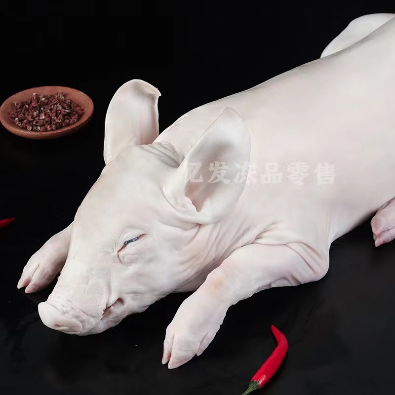 精品鲜冻乳猪脆皮乳猪厂家直发证件齐全一手货源来电咨询