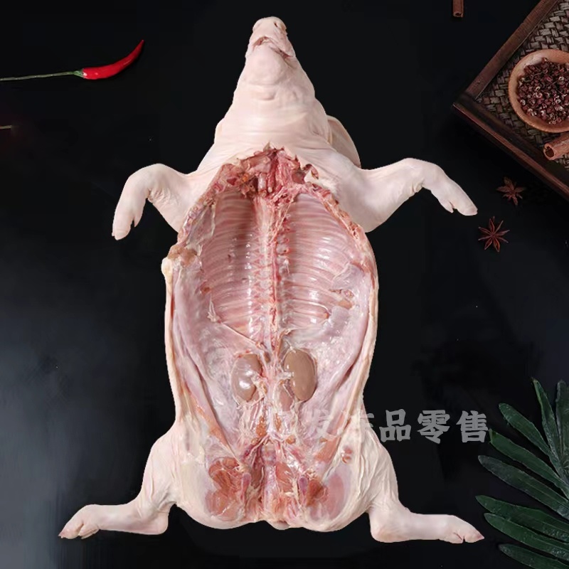 精品鲜冻乳猪脆皮乳猪厂家直发证件齐全一手货源来电咨询
