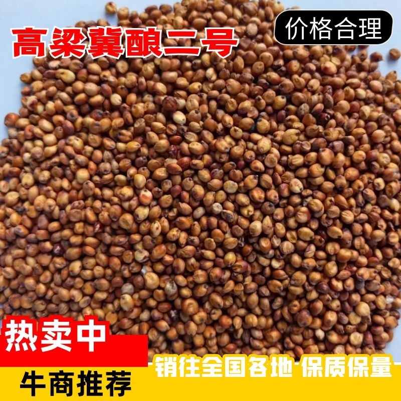 河北衡水阜城县高梁大量上市种植生产加工一体化企业直发质量
