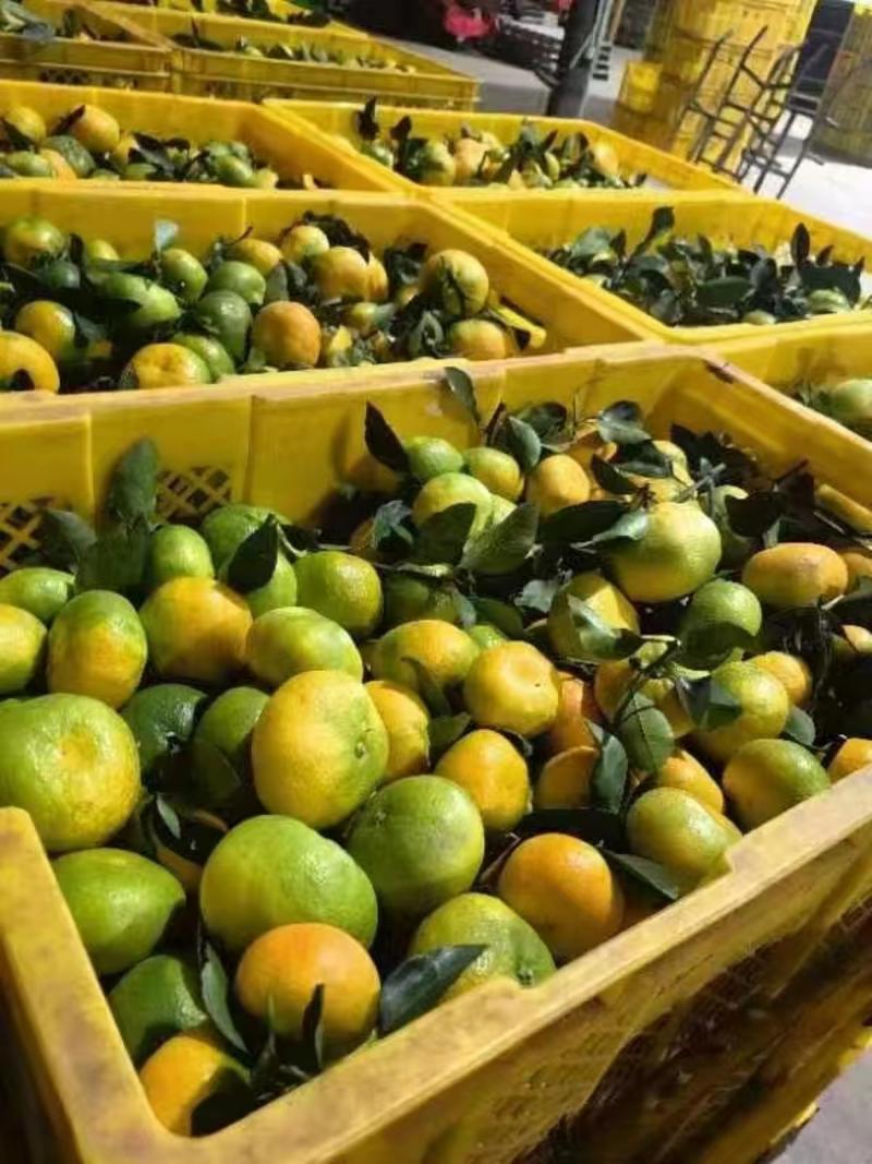湖南蜜橘精品蜜橘产地直发量大从优价格优惠电联采购
