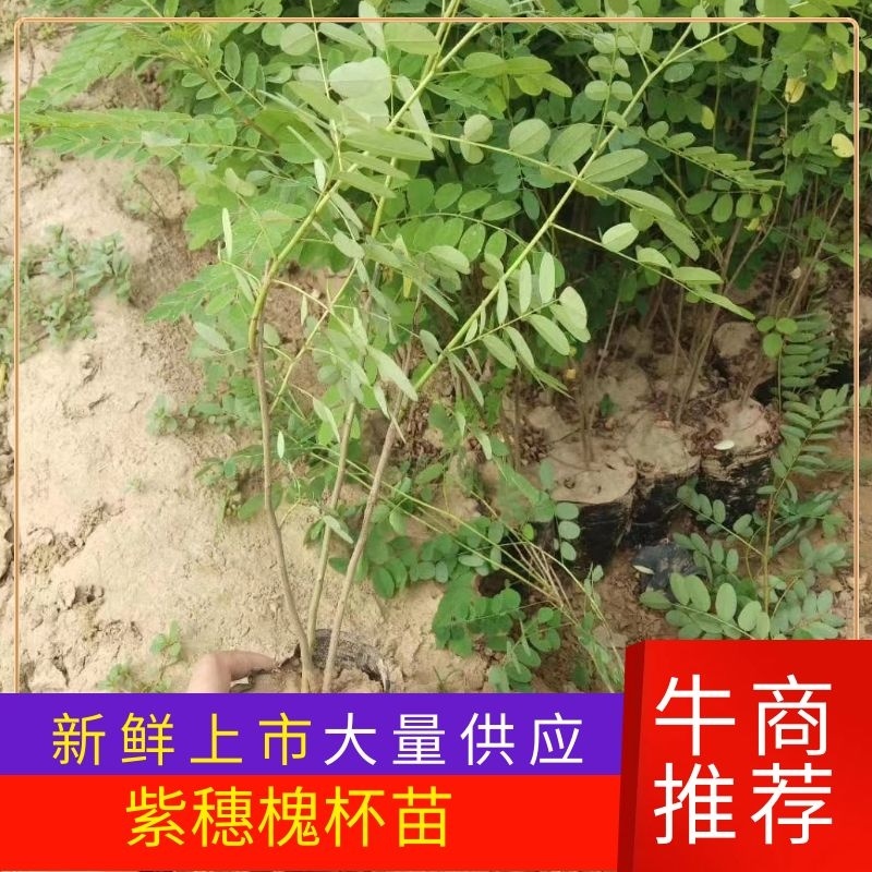 护坡紫穗槐50cm-1.5m杯苗规格齐全长势旺盛价格优惠