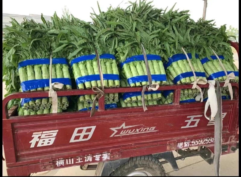 山东精品莴苣大量供货一手货源保质保量欢迎订购