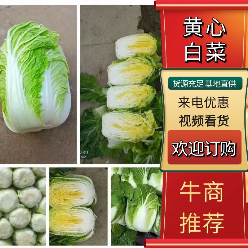 精品黄心大白菜货源充足全国发货欢迎致电