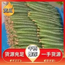 山东精品黄瓜大量上市产地直发保质保量欢迎订购