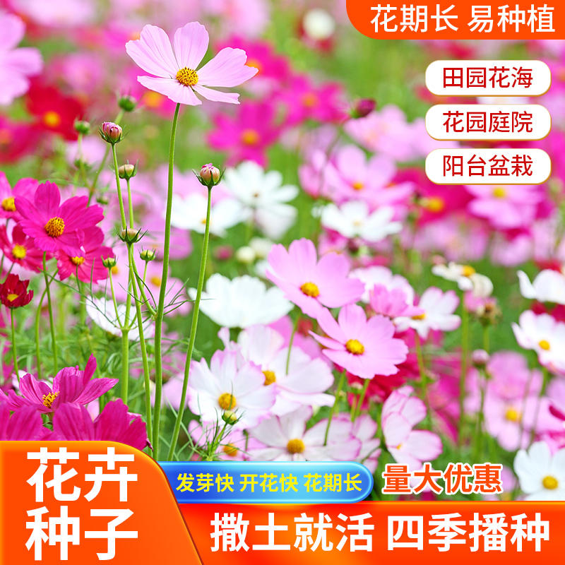 【电商热卖】太阳花种子碗莲种子波斯菊种子野花组合种子