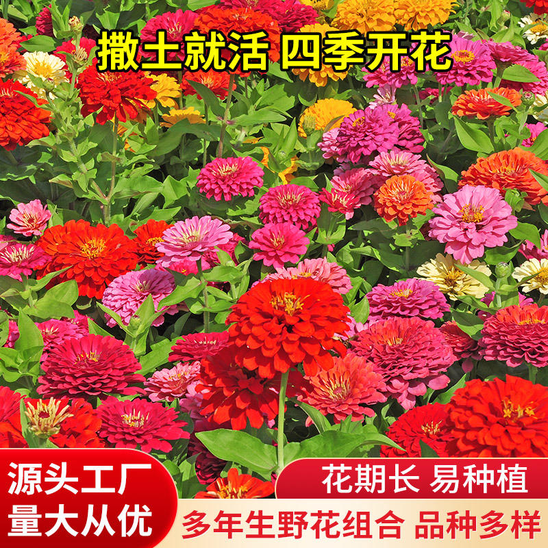 【电商热卖】太阳花种子碗莲种子波斯菊种子野花组合种子