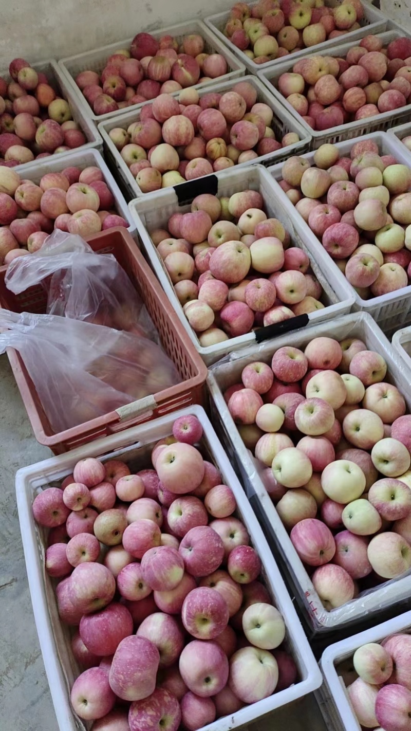 苹果批发直销怎么样可靠吗