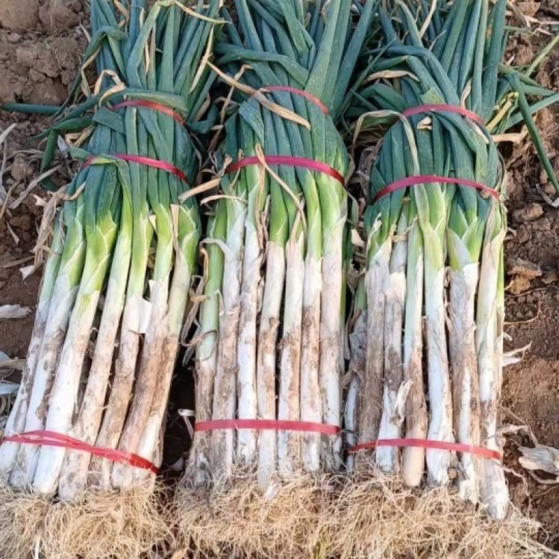 万荣长白大葱大量上市.货源充足，保证质量.可视频看葱代发