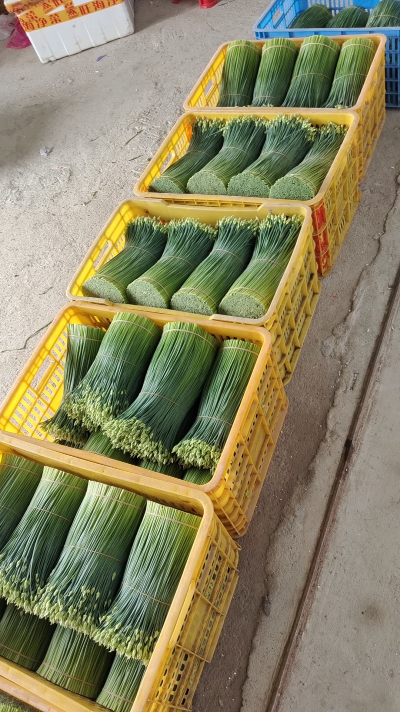 韭菜，带花韭菜，自有种植基地，大量供应，价格美丽