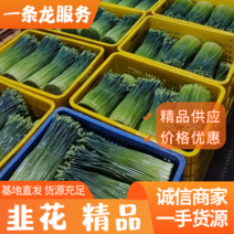 韭菜花，新鲜精品水洗韭菜，可对接全国市场客户