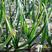 河南汝州红根蒜苗，一手货源，产地直发，新鲜保证