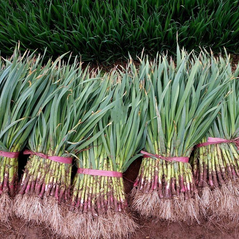 河南汝州红根蒜苗，一手货源，产地直发，新鲜保证
