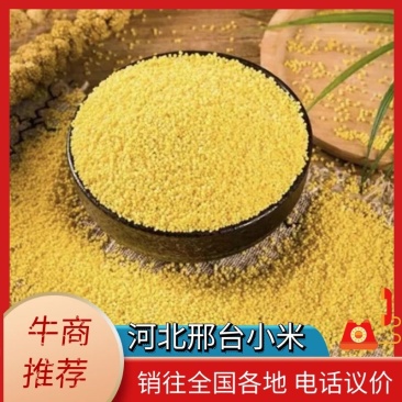 小米河北邢台小米，品质保证，价格真实欢迎选购