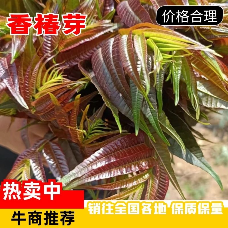 【1斤包邮】香椿贵州四季香椿大量上市量大从优全国发货