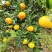 【实力推荐】资阳蜜桔产地直发对接电商市场提供代发