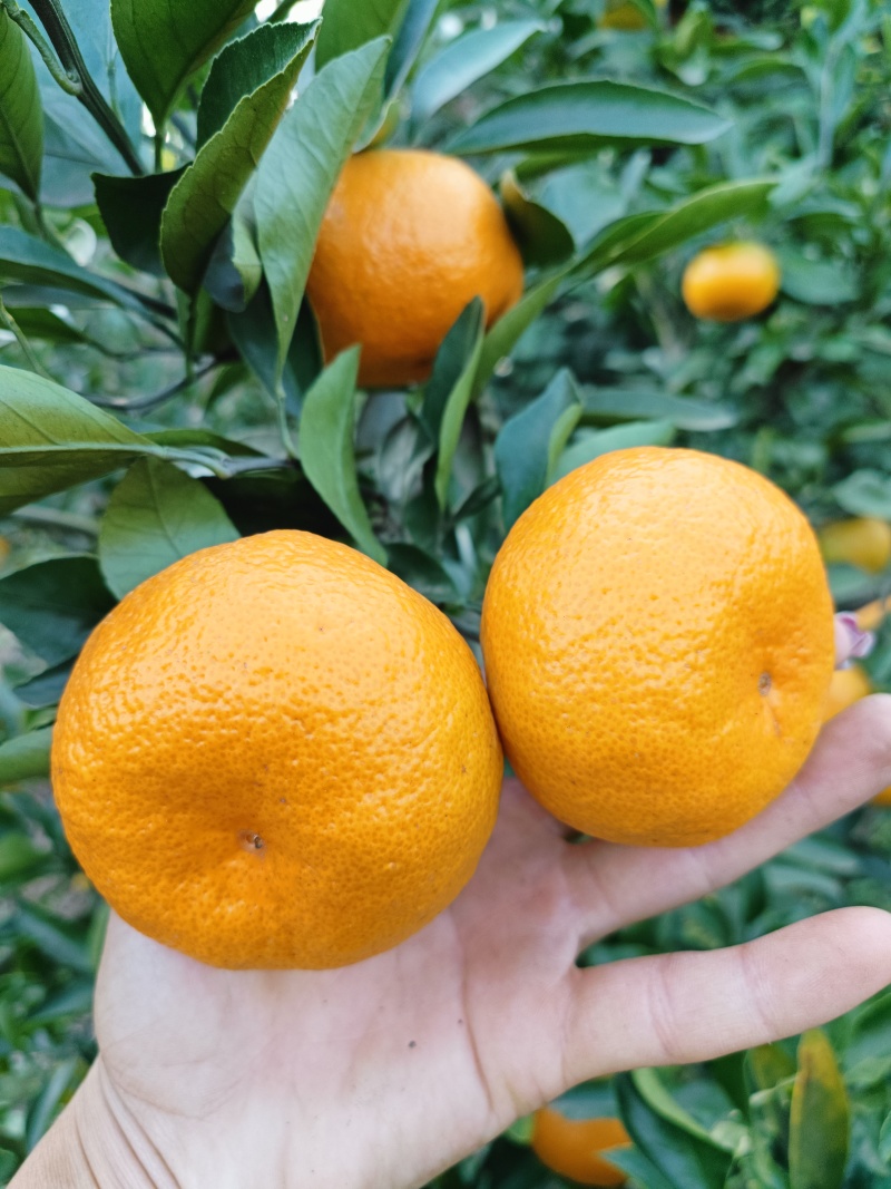 【精选】四川特早蜜橘果面干净皮薄大量有货供电商市场货源