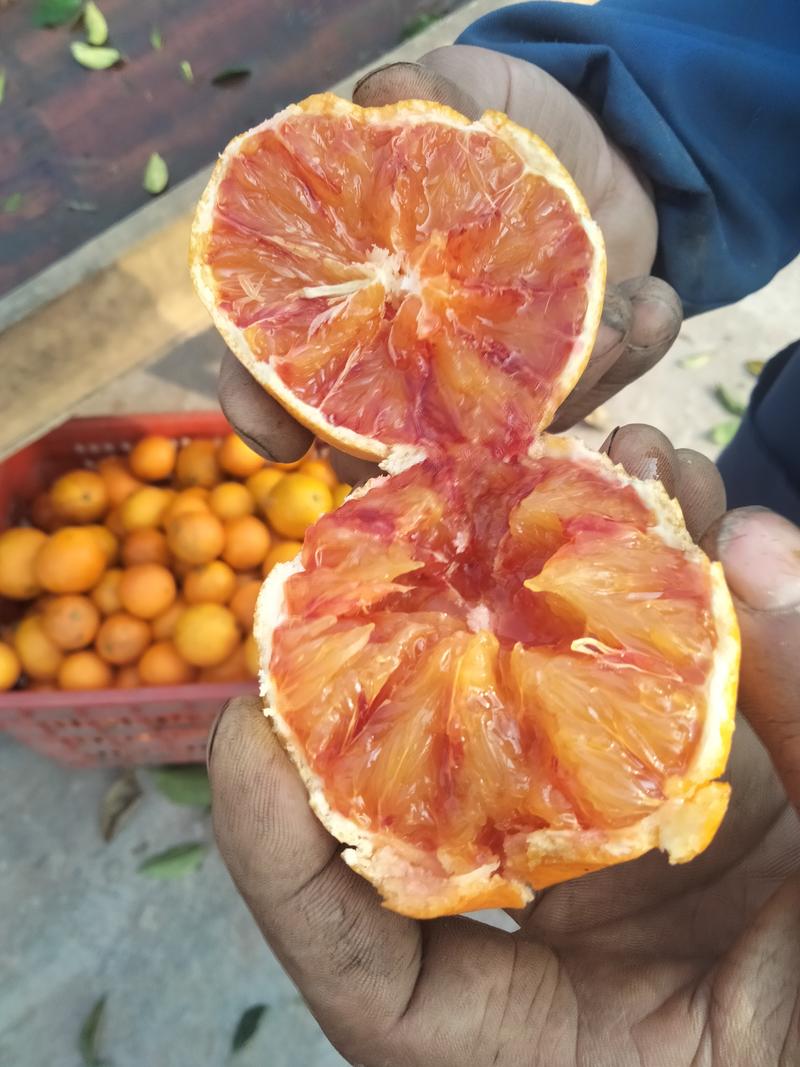 好吃又营养的血橙，个大皮薄，果面干净，富含丰富的维生素