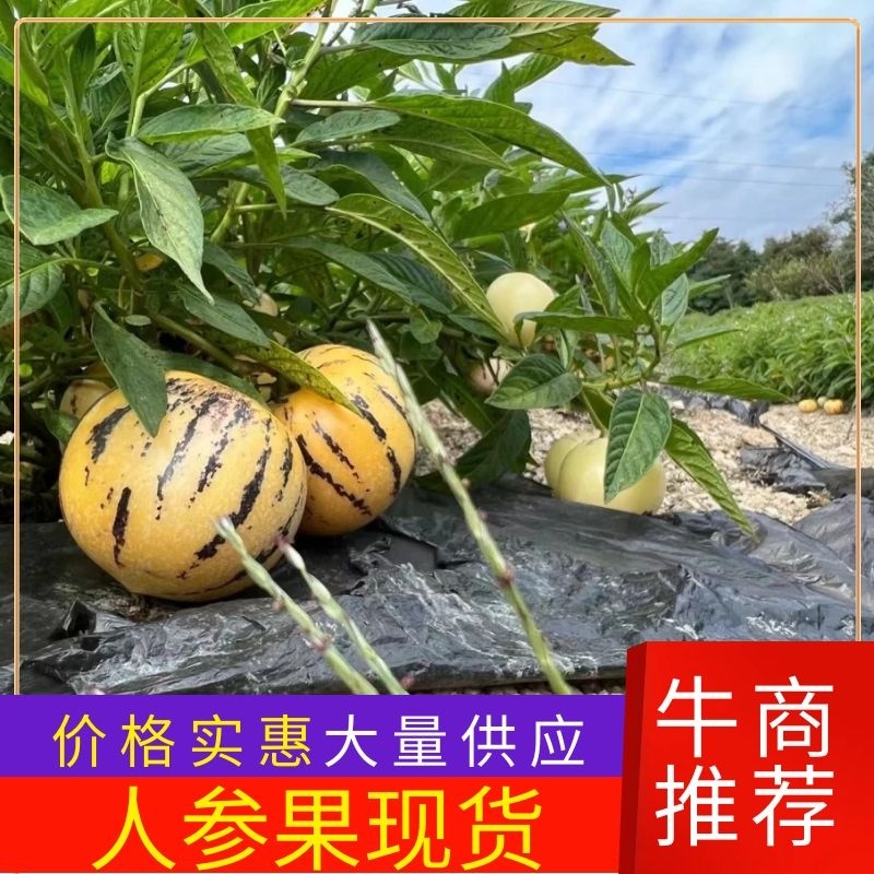 长寿果人参果大量上市、果香诱人欢迎电联对接全国市场