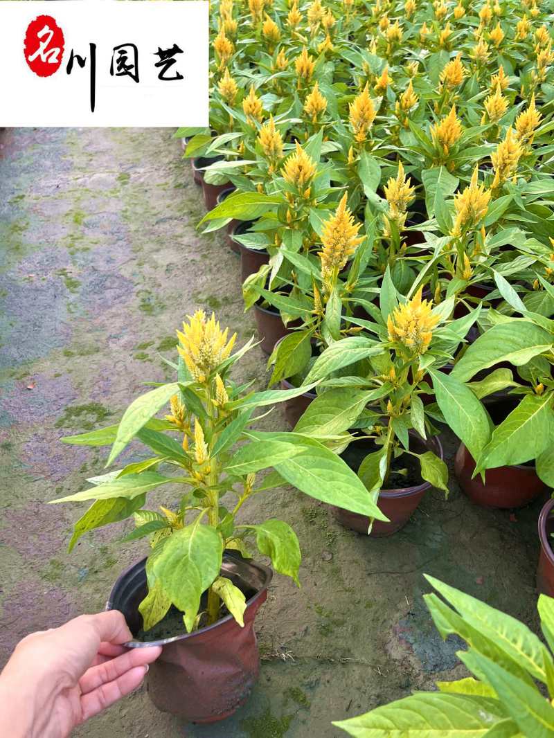 苗圃大量批发黄花火炬红花火炬杯苗现货节庆租摆花卉