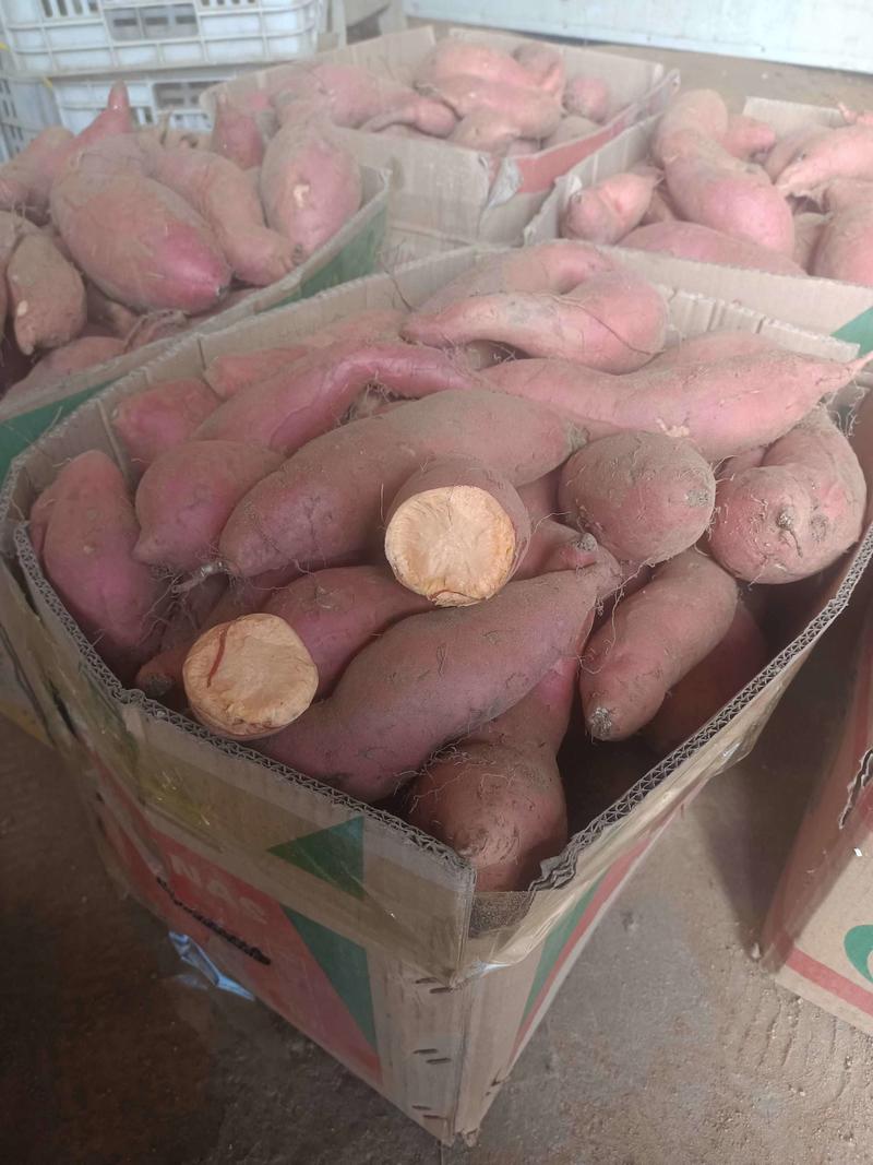 济薯26红薯，产地直销量大优惠精选发货品质上乘