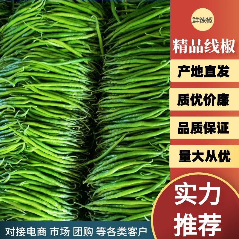 【实力】线椒大棚新苗价格可谈质量保证欢迎来电