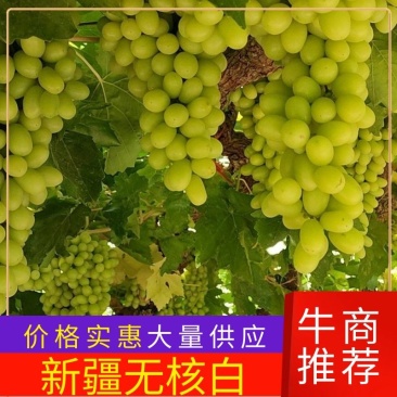 小颗粒新疆葡萄无核白自家果园种植欢迎采购合作诚信经营