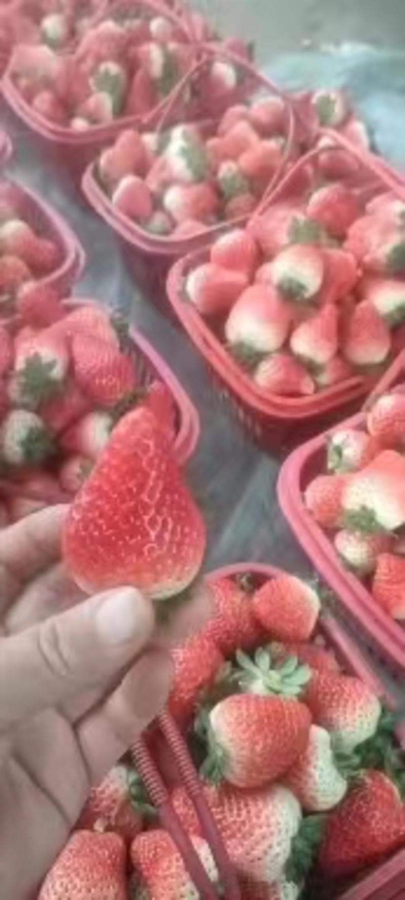 贵妃奶油草莓/草莓/奶油草莓/对接电商/档口/商超