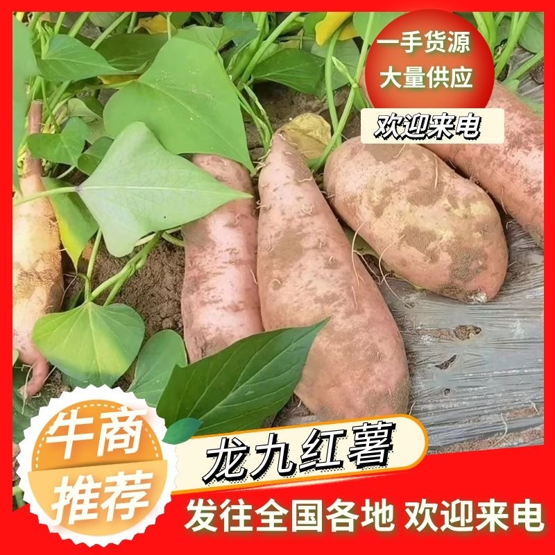 河北雄县大量上小龙九红薯产地直发保质保量对接全国客商
